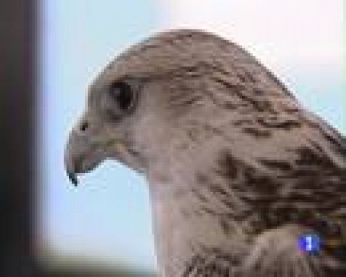 Informatiu Balear - Informatiu Balear - 12/06/09