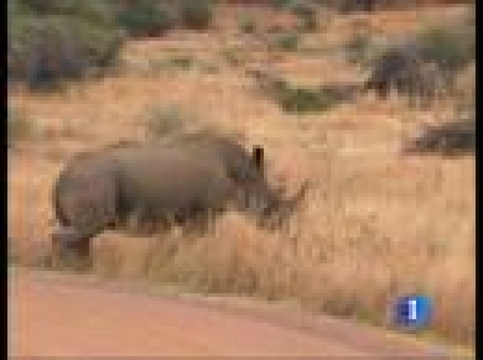 Sin programa: España se va de safari | RTVE Play