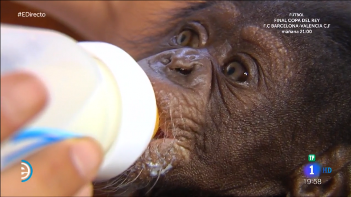 Salva, el primer chimpancé sevillano