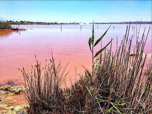 La laguna rosa de Torrevieja