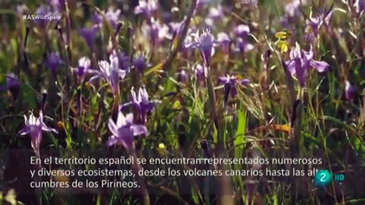 La aventura del Saber - Wild Spain