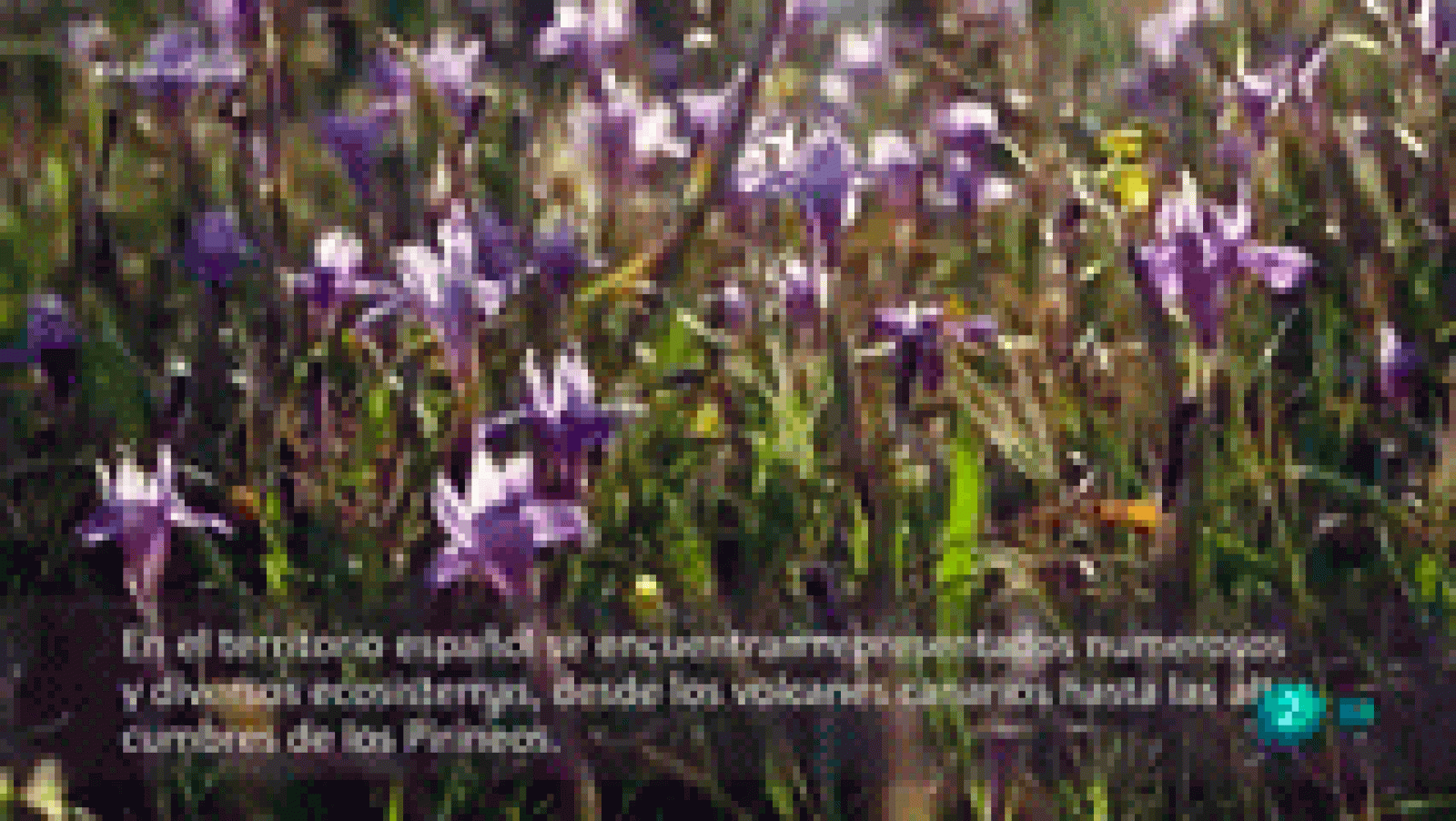 La aventura del saber. 'Wild Spain', Canal de Youtube creado por Jorge Sierra, colaborador de WWF España