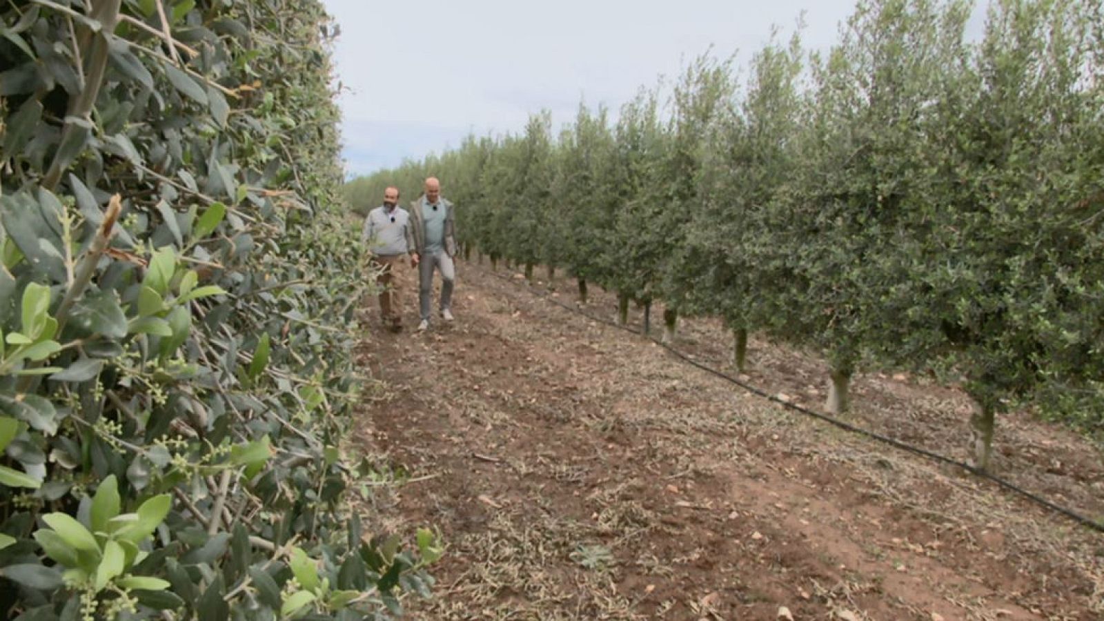 ¿Dónde están los olivos más al norte de Europa?