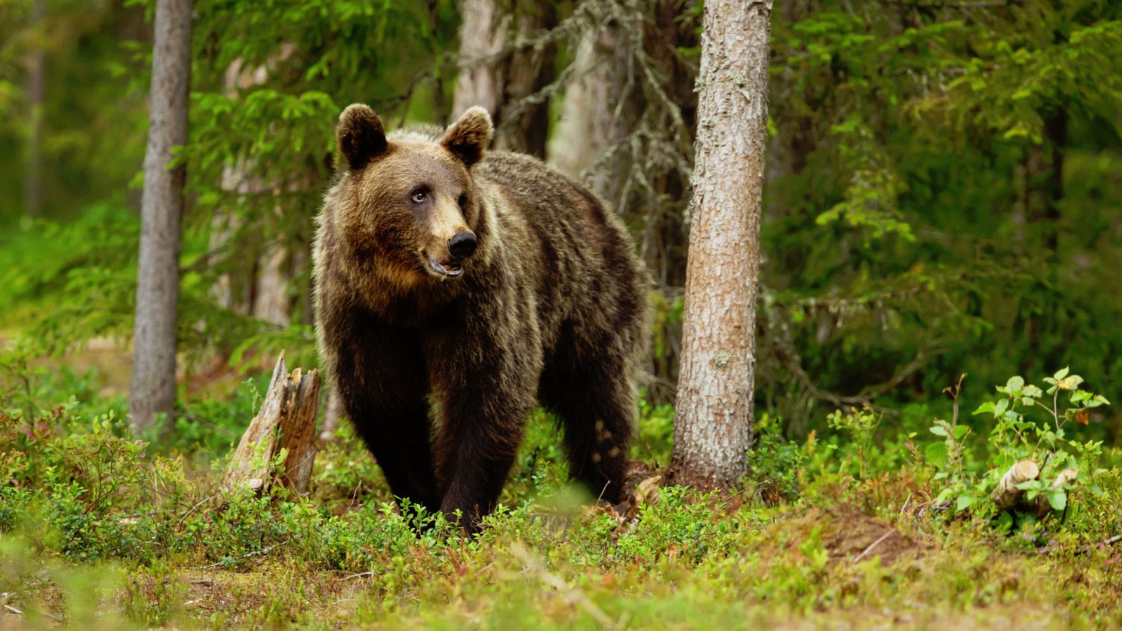 En el Valle de Arán, han puesto en marcha más medidas para intentar asustar a Goiat, uno de los osos reintroducidos en el Pirineo hace dos años. Según datos oficiales, los ataques del oso a rebaños de ovejas y caballos se han triplicado desde que fue