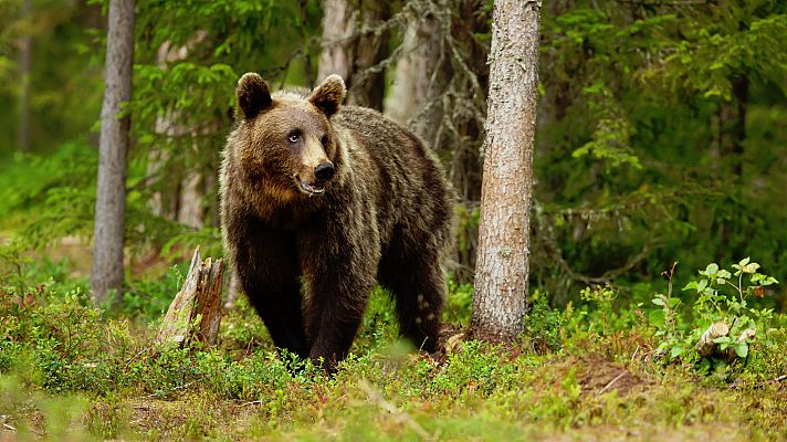 Telediario 1 - Nuevas medidas contra los ataques a ganado del oso Goiat