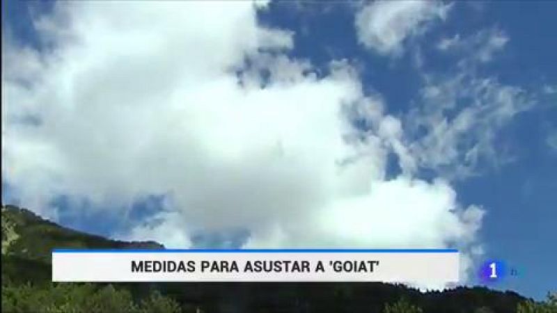 En el Valle de Arán, han puesto en marcha más medidas para intentar asustar a Goiat, uno de los osos reintroducidos en el Pirineo hace dos años. Según datos oficiales, los ataques del oso a rebaños de ovejas y caballos se han triplicado desde que fue