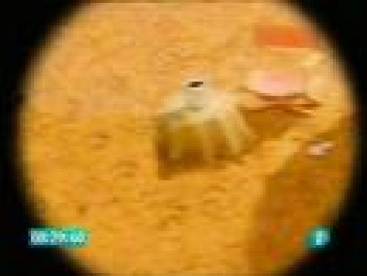  - Los Hermanos Koala