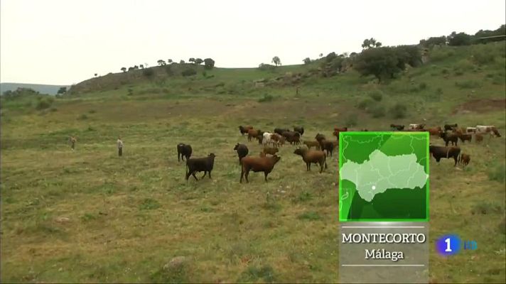 Aquí la Tierra - Amor por la vaca pajuna