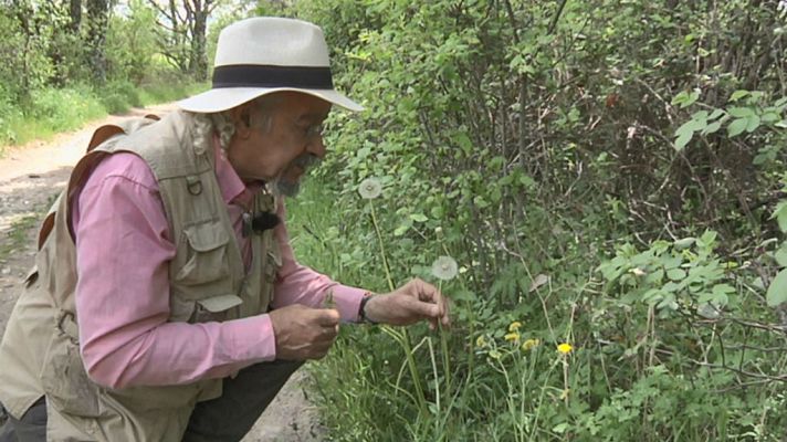 Aquí la Tierra - Juan Plantas y el diente de león