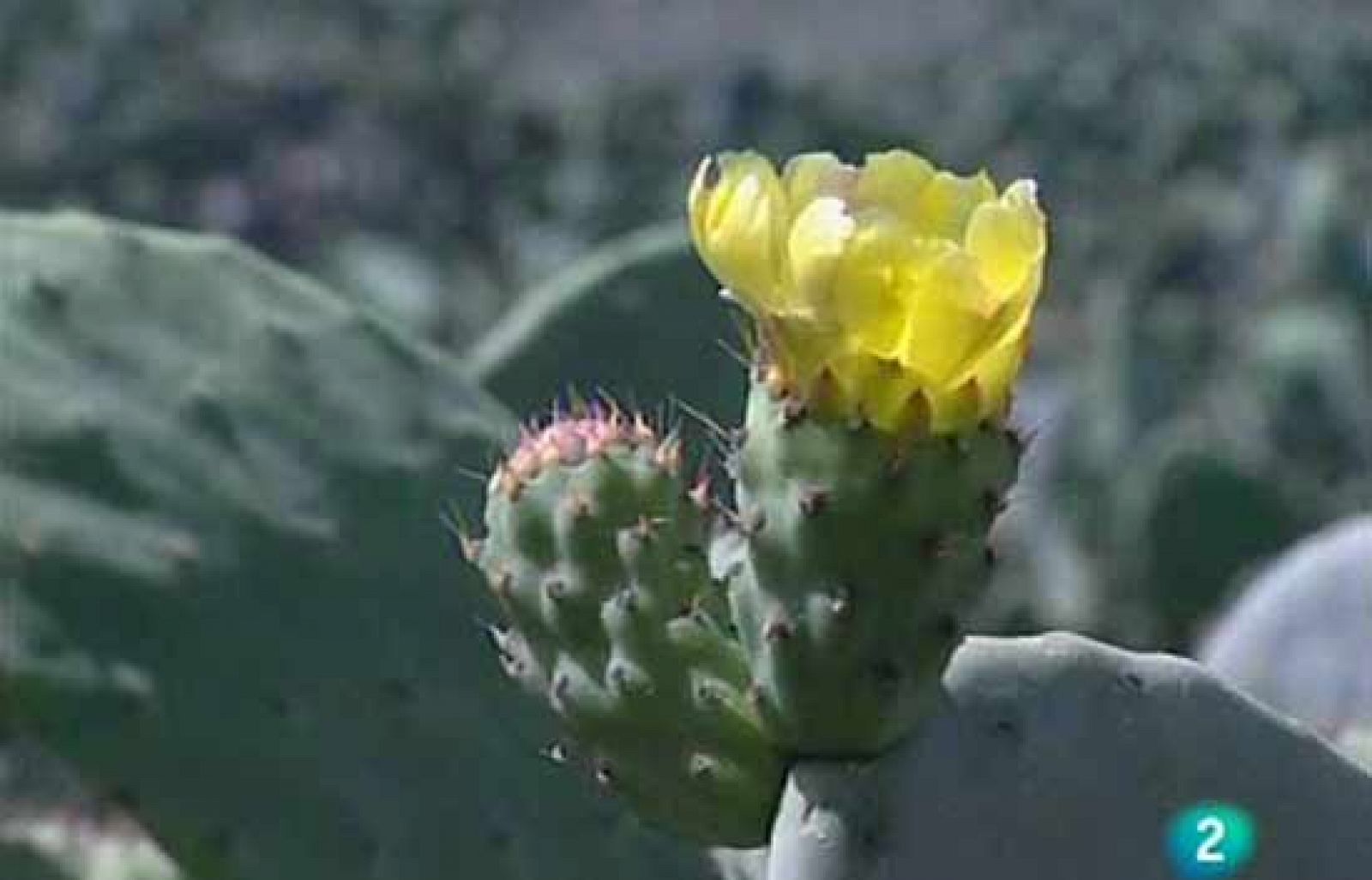 Plantación de chumberas en pleno desierto contra el hambre