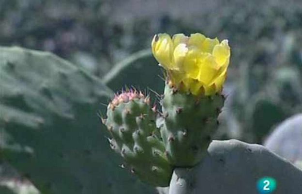 Ciencia y tecnología en Rtve.es - Chumberas contra el hambre