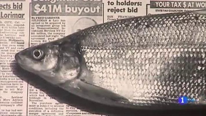 Telediario 1 - Las fotografías menos conocidas de Robert Mapplethorpe, sus naturalezas muertas, en PhotoEspaña