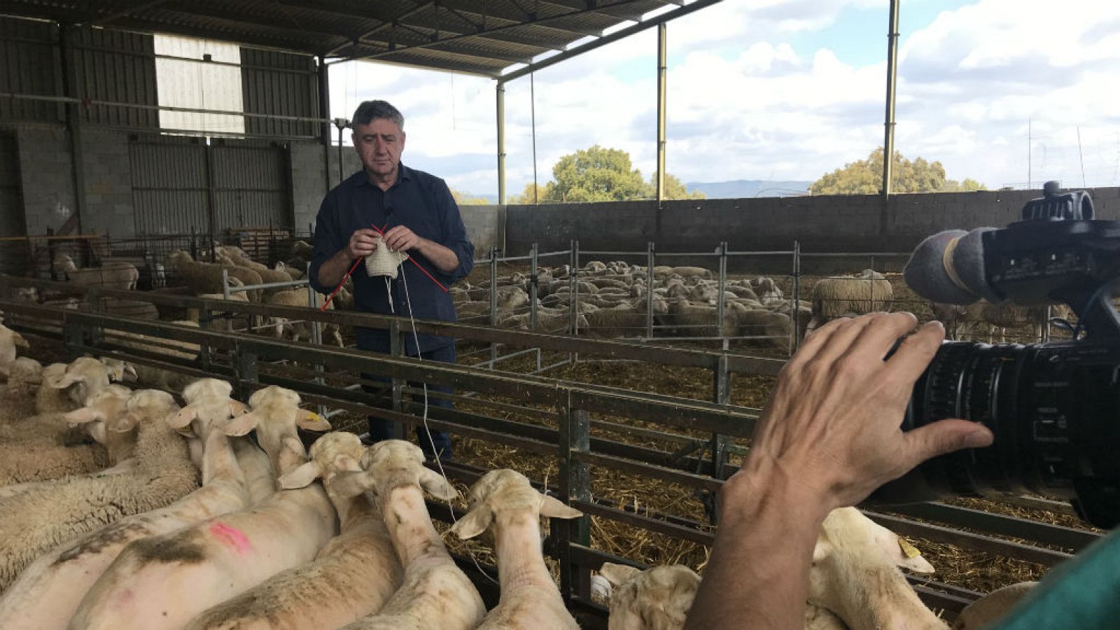 Aragüena y las artes del esquileo