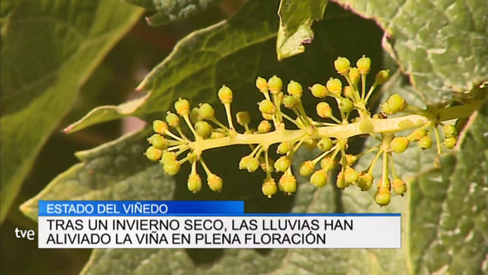 Informativo Telerioja - 07/06/19