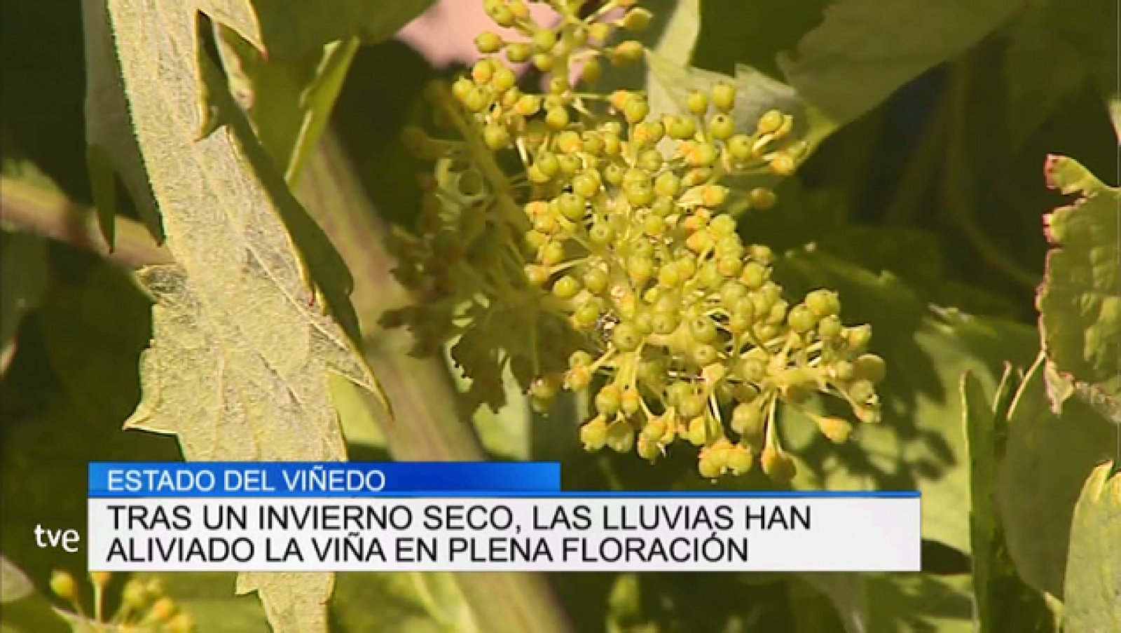 Informativo Telerioja 2 - 07/06/19