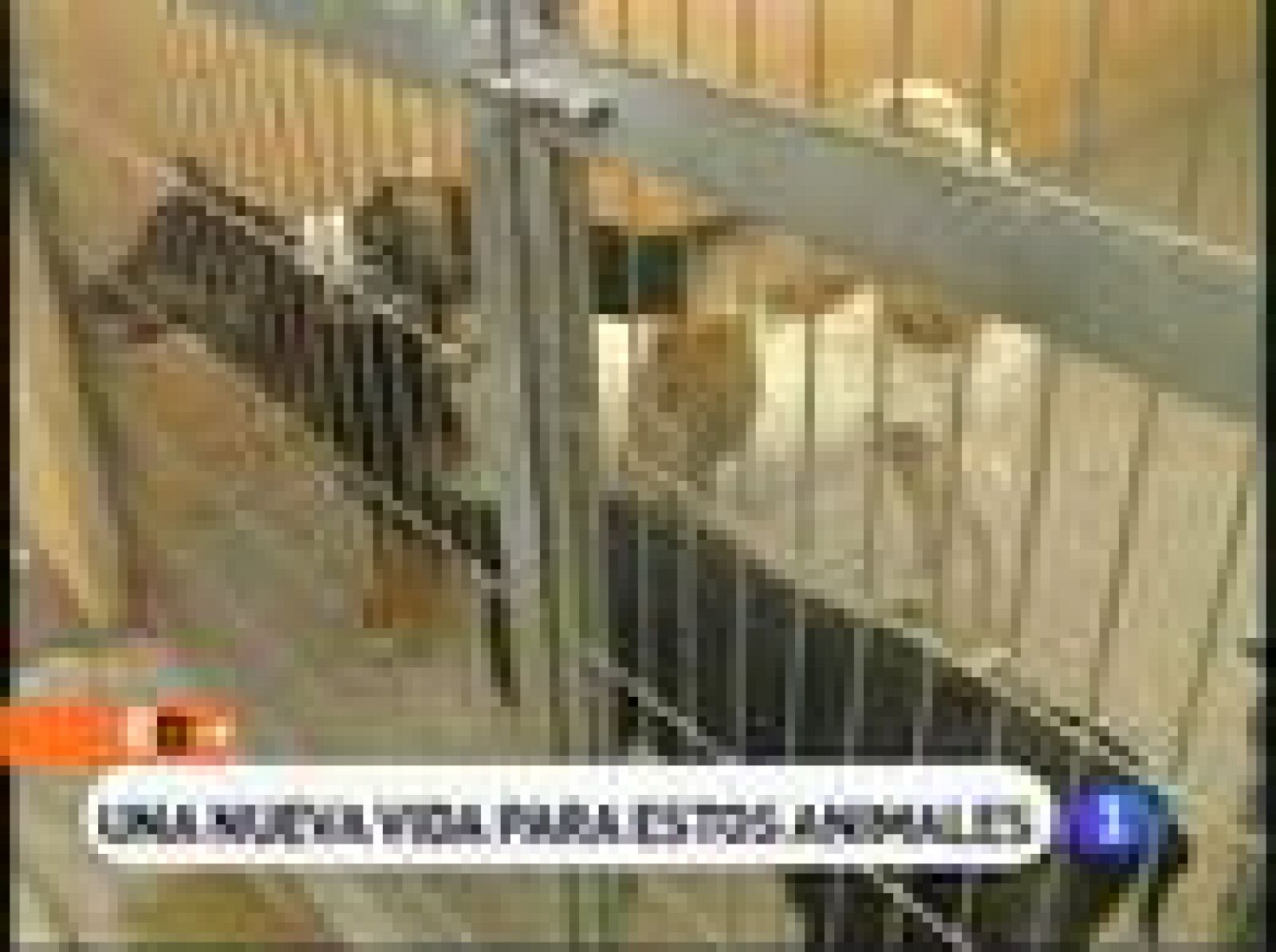España Directo: Mascotas abandonadas | RTVE Play