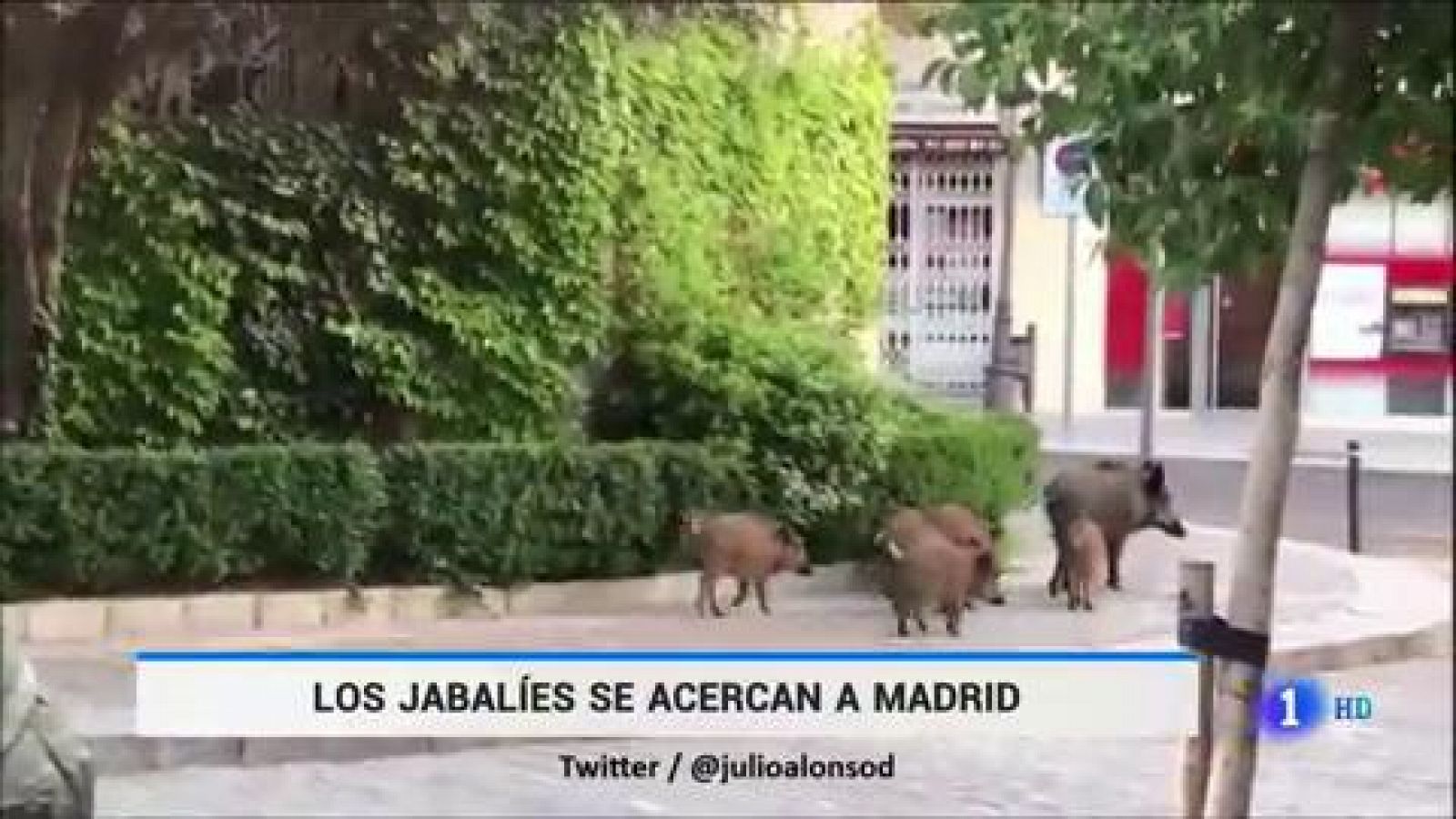 Sociedad - La Policía ahuyenta a una manada de jabalíes en Torrelodones - RTVE.es