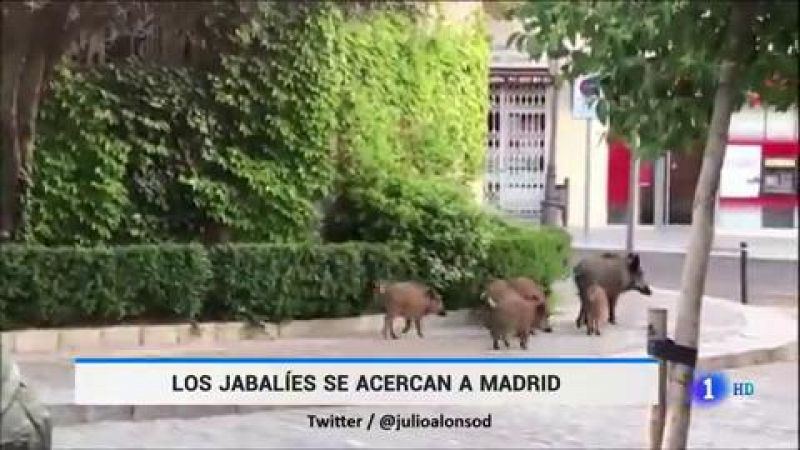 La Policía ahuyenta a una manada de jabalíes en Torrelodones