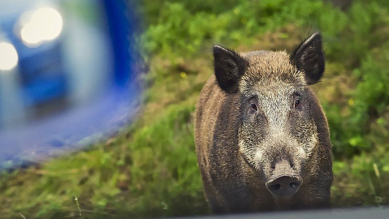 La Policía ahuyenta a una manada de jabalíes en Torrelodones