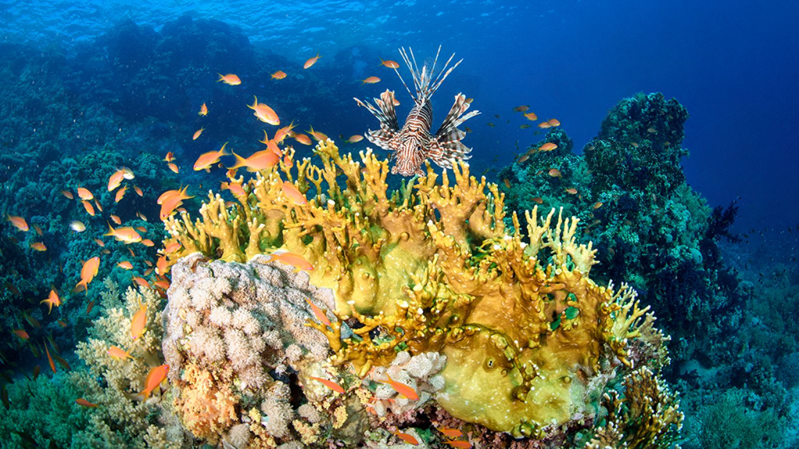 Grandes documentales - El mar arábigo: Los carnívoros del arrecife de coral
