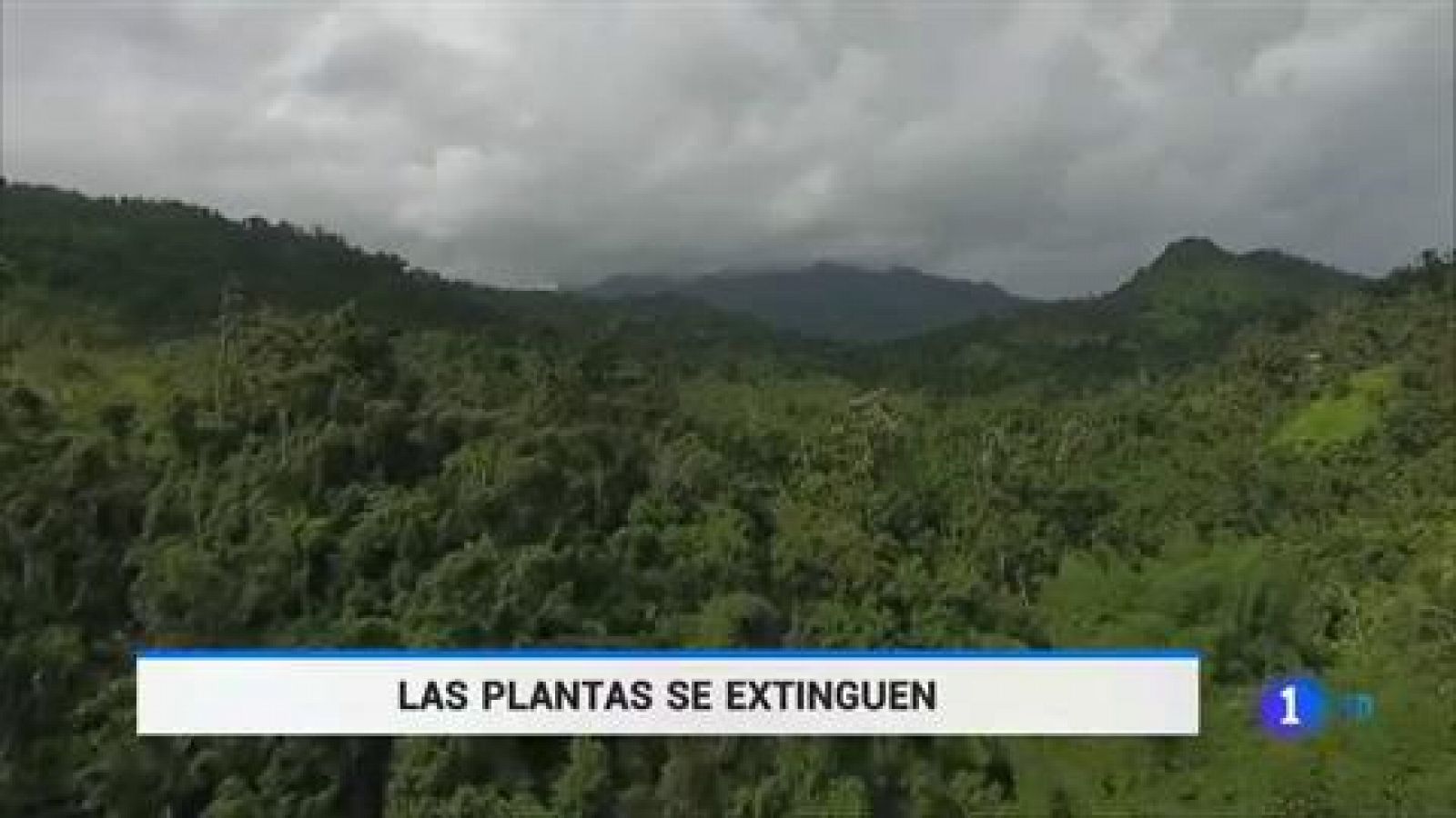 Telediario 1: Las plantas se extinguen a un ritmo sin precedentes | RTVE Play