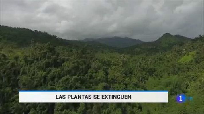 Telediario 1 - Las plantas se extinguen a un ritmo sin precedentes
