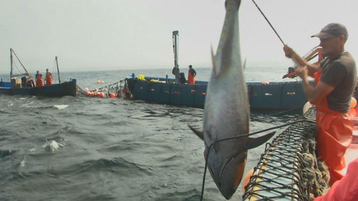 Aquí la Tierra - La aventura de la almadraba