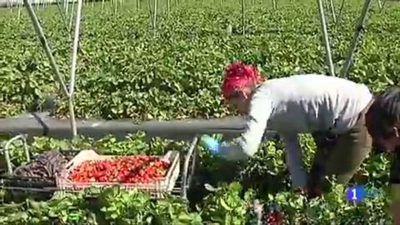 Las mujeres lideran el empleo en Huelva por la campaña de recogida de la fresa
