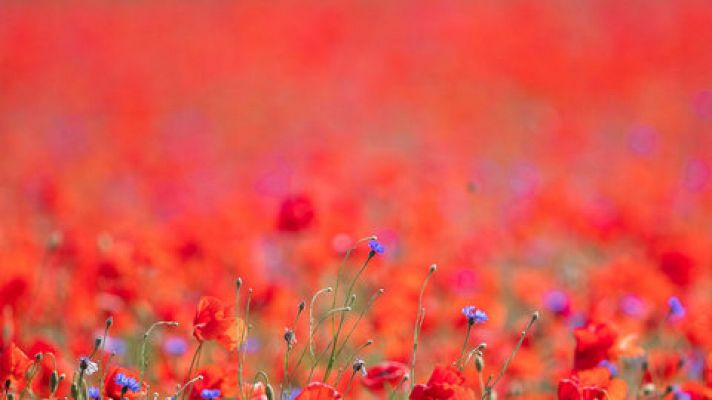 El tiempo - Tiempo estable y soleado en todo el país