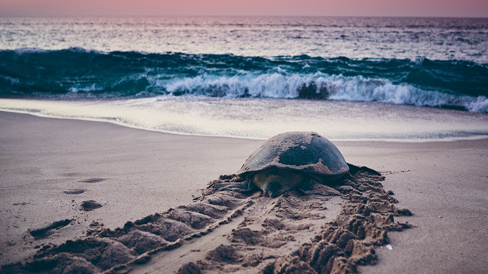 Grandes documentales - El mar Arábigo: El legado de una tortuga