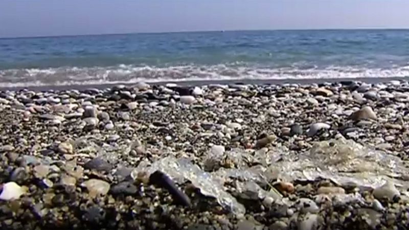 Las playas de Málaga y Granada se llenan de salpas, unos seres invertebrados que parecen trozos de plástico