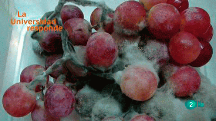 La aventura del Saber - ¿Qué son los hongos?