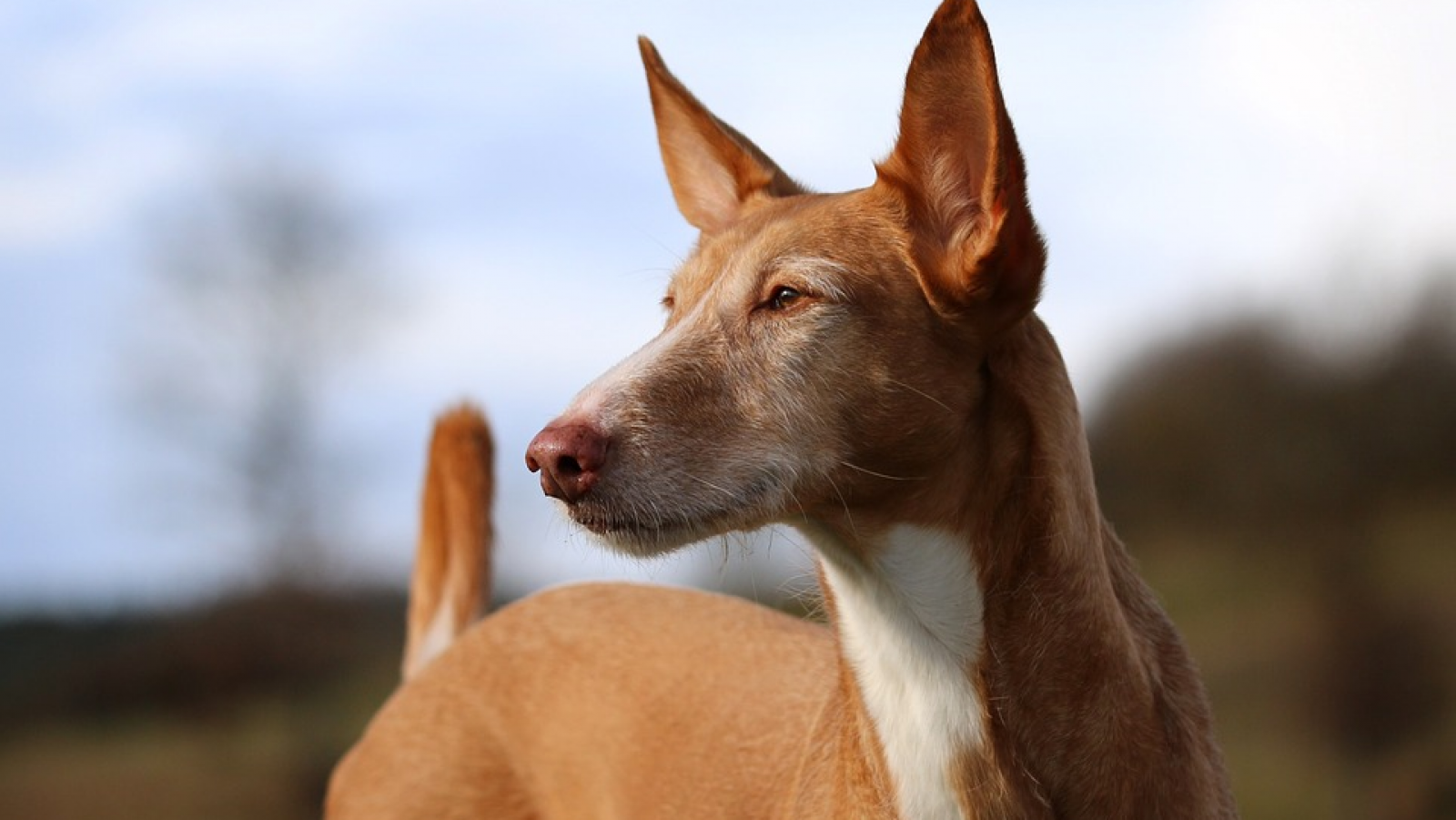 En un mundo de perros: El Podenco