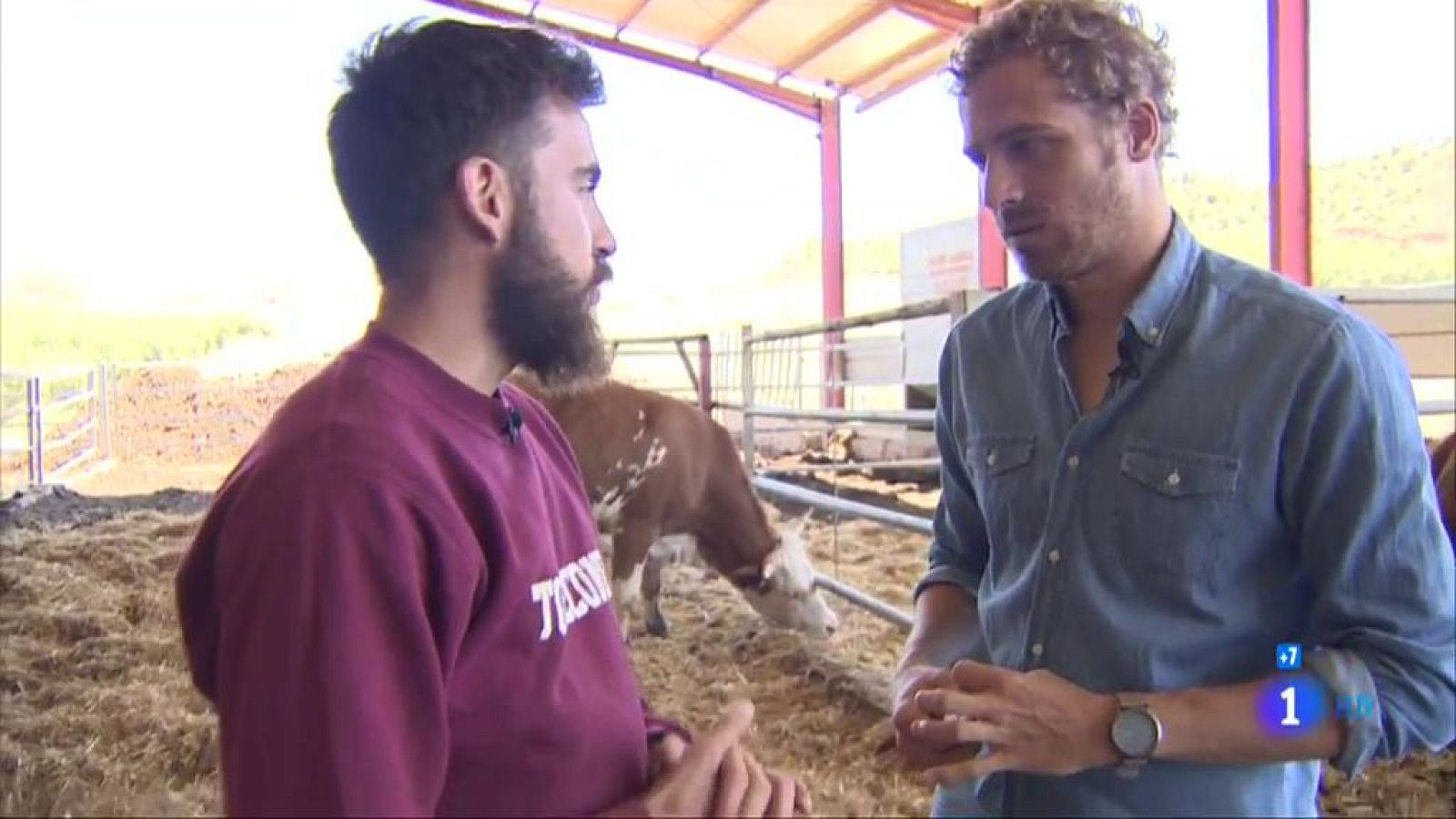 Comando Actualidad - Pueblos vivos - Leasing de vacas