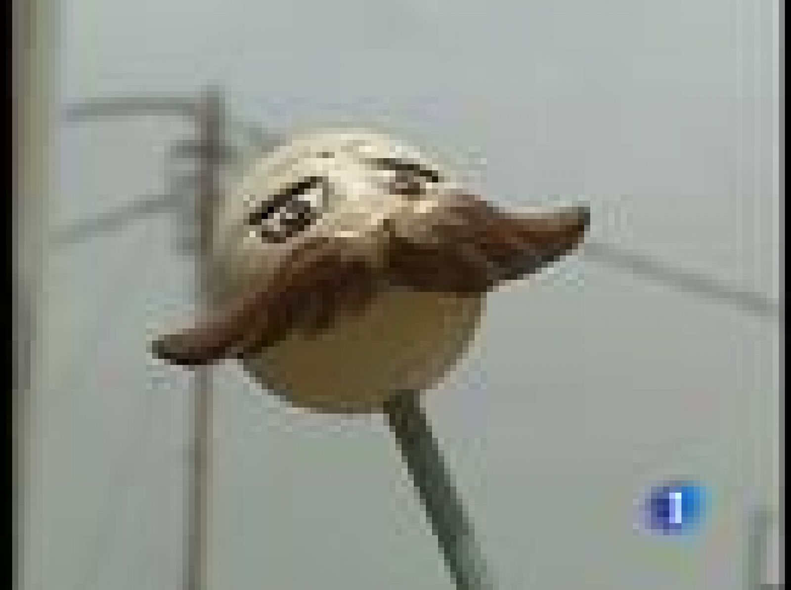 Fiestas de San Juan en Alicante | Ver