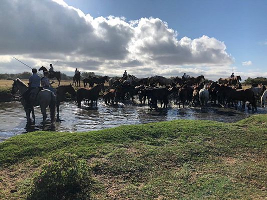 Saca de las Yeguas' de Doñana