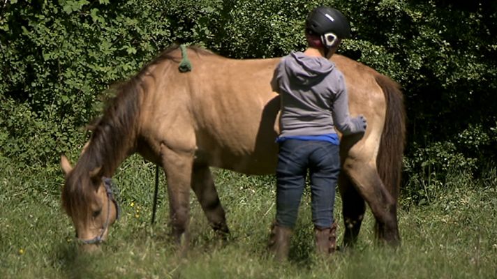 Esos hermosos caballos