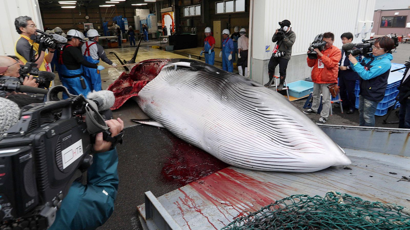 Telediario 1: Japón vuelve a cazar ballenas con fines comerciales en sus aguas territoriales más de tres décadas después   | RTVE Play