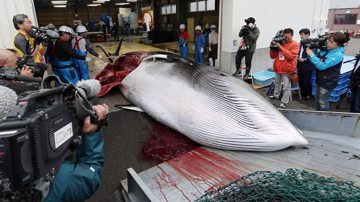 Telediario 1 - Japón vuelve a cazar ballenas con fines comerciales en sus aguas territoriales más de tres décadas después