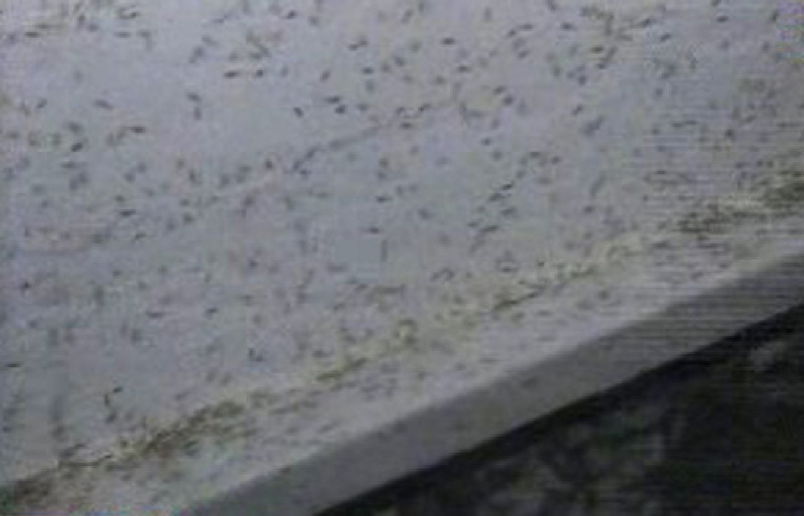 España Directo - Comidos por los mosquitos | Ver