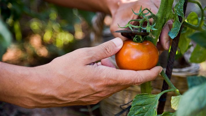 Telediario 1 - Las cooperativas generan alrededor de 300.000 trabajos en España