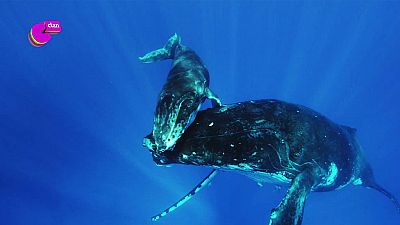 ¿Sabes por qué cantan las ballenas? - Club Clan | Ver