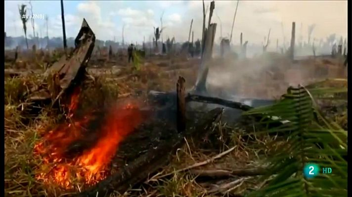 Deforestación alarmante en la Amazonía