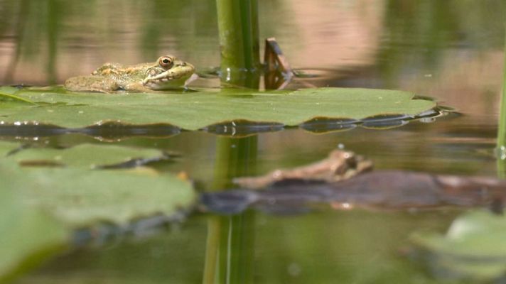Aquí la Tierra - Luchadores contra las plagas