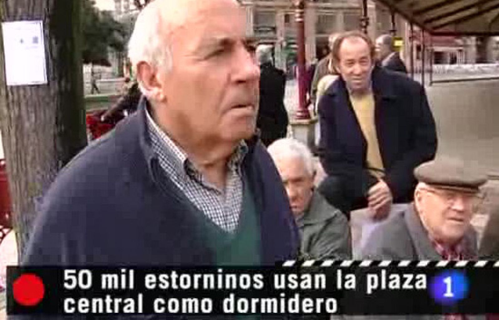 Repor - Plagas urbanas - Repor | Ver