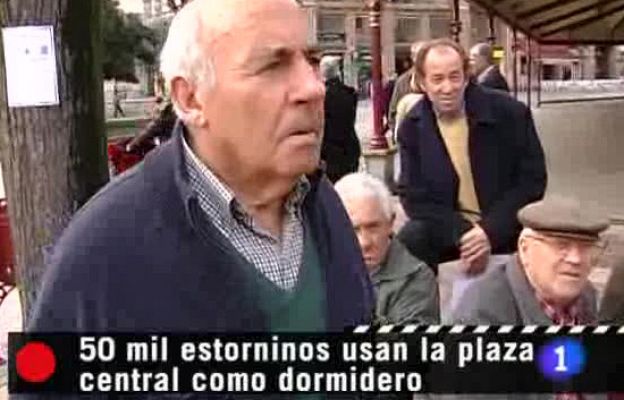 Repor - Plagas urbanas