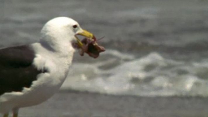 La península de Paracas