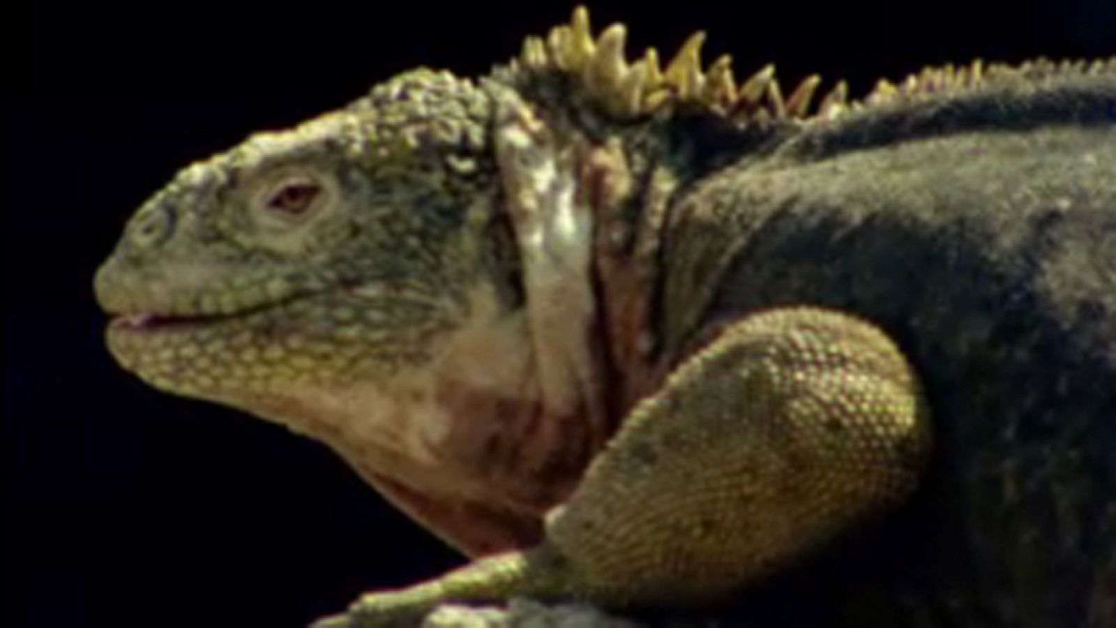 El arca de Noé - Los animales sin miedo de Galápagos - El arca de Noé (serie documental) | Ver