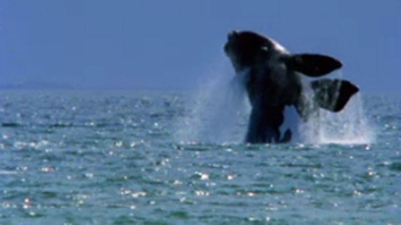 El arca de Noé - La ballena franca del sur - El arca de Noé (serie documental) | Ver