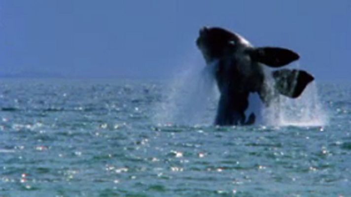 El arca de Noé (serie documental) - La ballena franca del sur